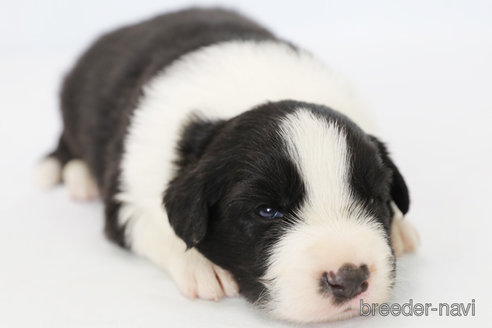 成約済の神奈川県のボーダーコリー-310795の6枚目